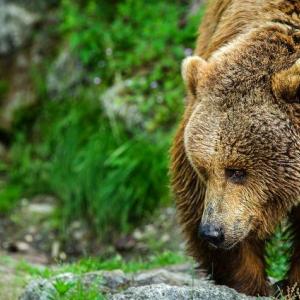 Nicolas Hulot souhaite la réintroduction d'ours dans les Pyrénées Visuel