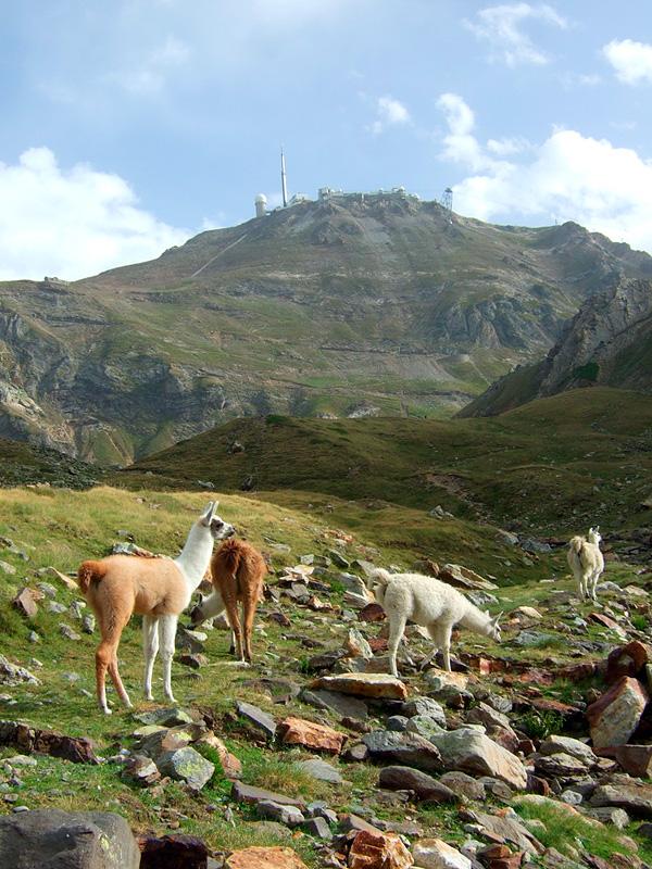 Pic du Midi de Bigorre et ses fidèles lamas