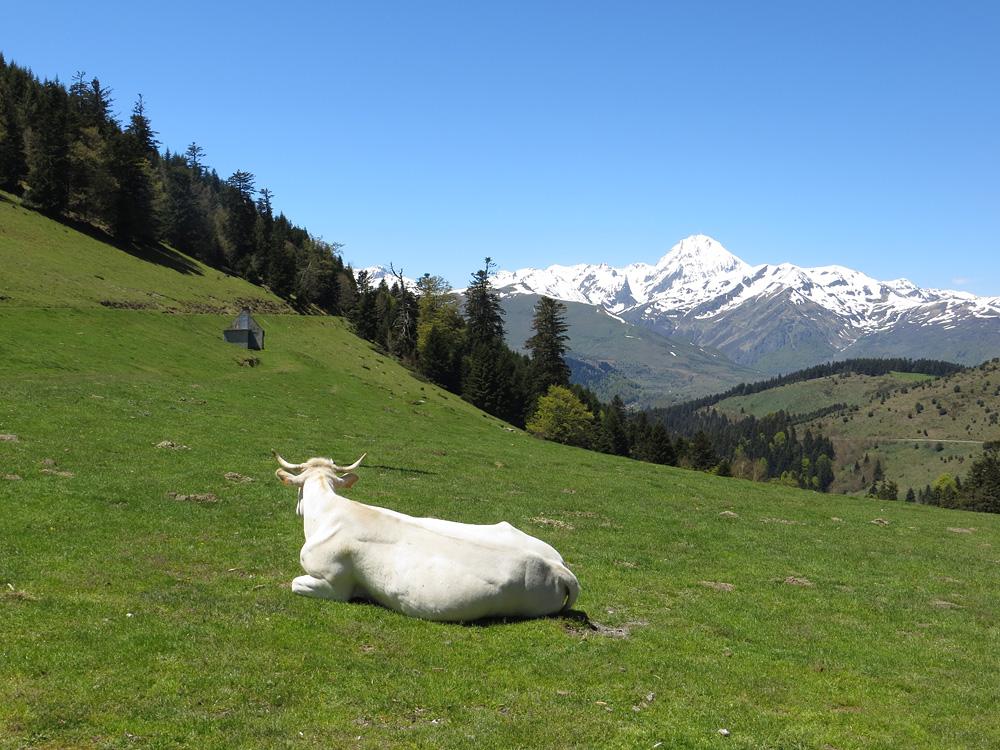 Pastoralisme dans les Hautes-Pyrénées