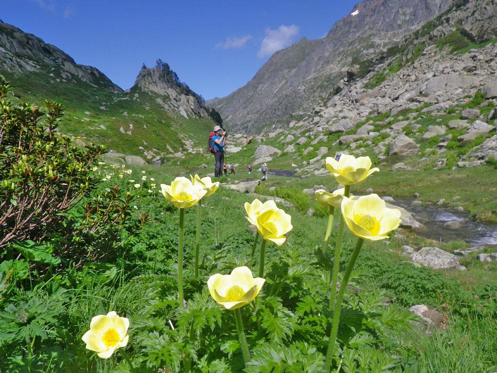 Flore des Pyrénées