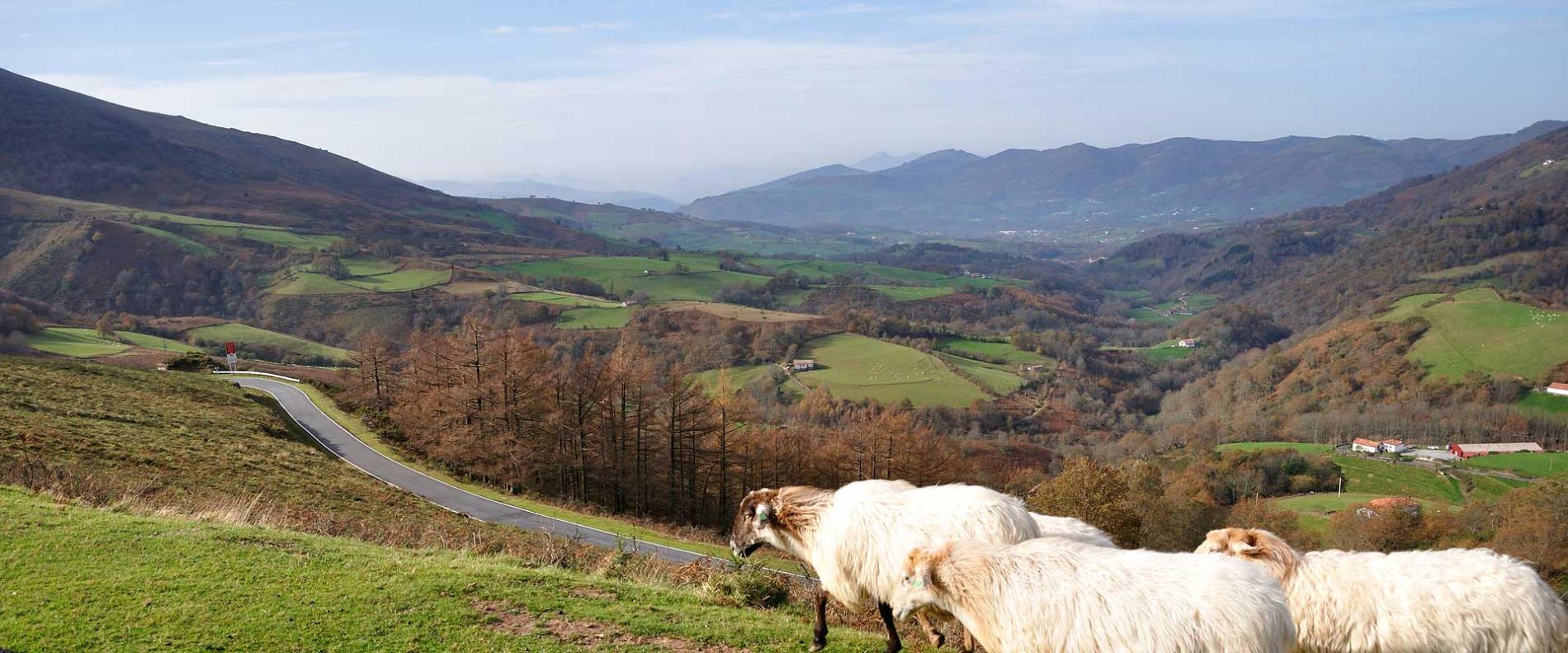 Brebis et paysage du Pays Basque